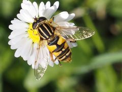 Helophilus pendulus