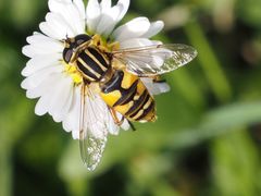 Helophilus pendulus