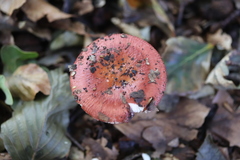 Russula velenovskyi