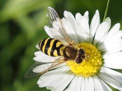 Syrphus vitripennis