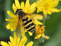Syrphus