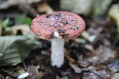 Russula velenovskyi