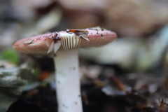 Russula velenovskyi