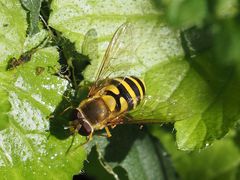 Syrphus