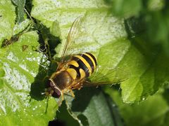 Syrphus