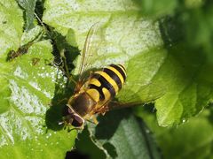 Syrphus