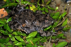 Cacosternum capense