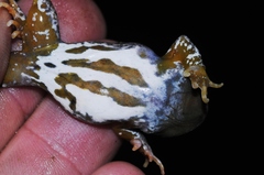 Cacosternum capense