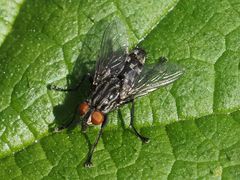 Sarcophagidae