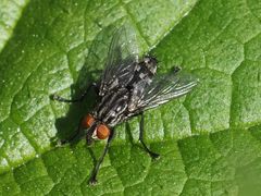 Sarcophagidae