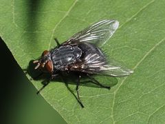 Calliphora