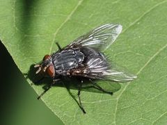 Calliphora