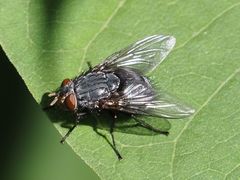 Calliphora