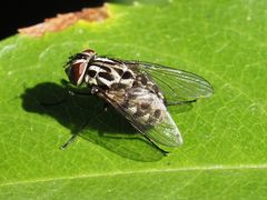 Graphomya maculata