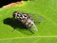 Graphomya maculata