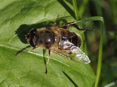 Eristalis tenax