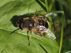 Eristalis tenax
