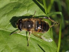 Eristalis tenax