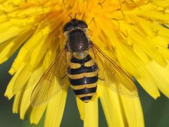 Syrphus