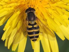 Syrphus