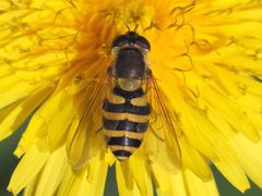 Syrphus