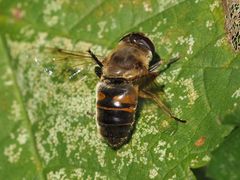 Eristalis tenax