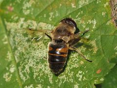 Eristalis tenax