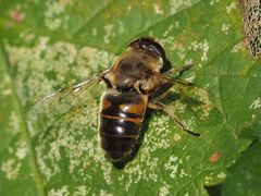 Eristalis tenax