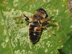 Eristalis tenax