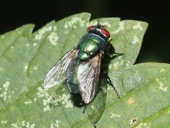 Lucilia