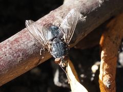 Calliphora