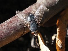 Calliphora