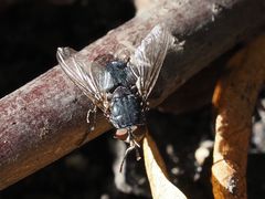 Calliphora