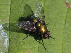 Lucilia