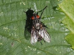 Sarcophagidae