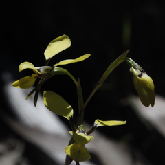 Diuris abbreviata