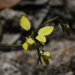 Diuris abbreviata