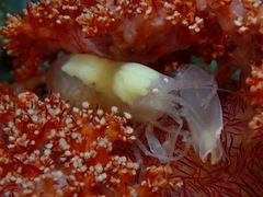 Synalpheus neomeris