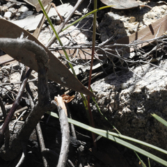 Diuris abbreviata
