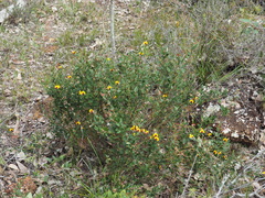 Bossiaea ornata
