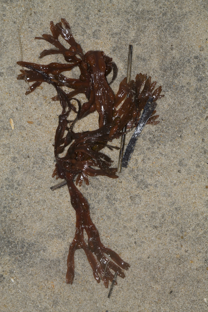 Fucus filiformis