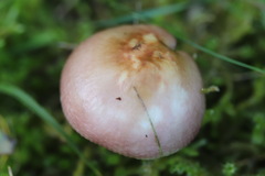 Russula betularum