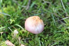 Russula betularum