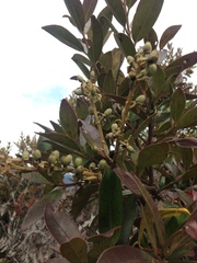 Gaiadendron punctatum