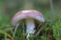 Russula betularum