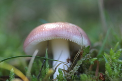Russula betularum