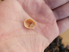 Bostrycapulus pritzkeri