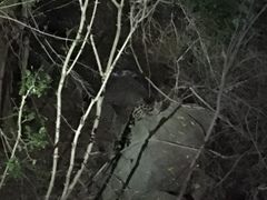 Genetta tigrina tigrina