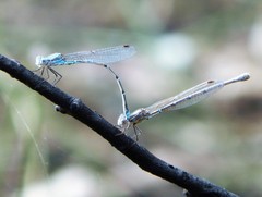 Austrolestes aridus