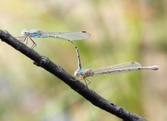 Austrolestes aridus